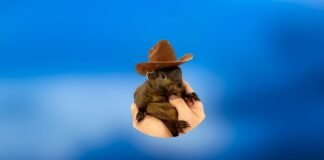 PNUT Coin Price Prediction 2026, 2027, 2030 Peanut the Squirrel (PNUT) Price Prediction 2024, 2025, 2030